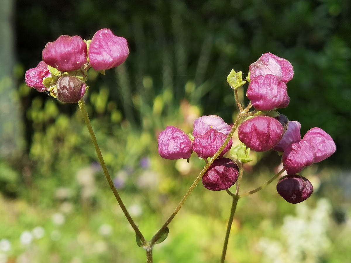 Calceolaria arachnoidea 4